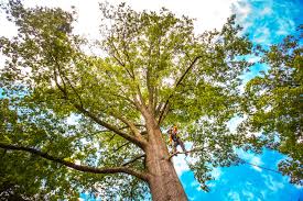 Best Storm Damage Tree Cleanup  in Sun City West, AZ