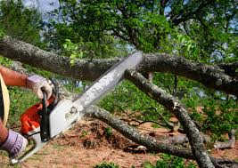 Best Lawn Grading and Leveling  in Sun City West, AZ