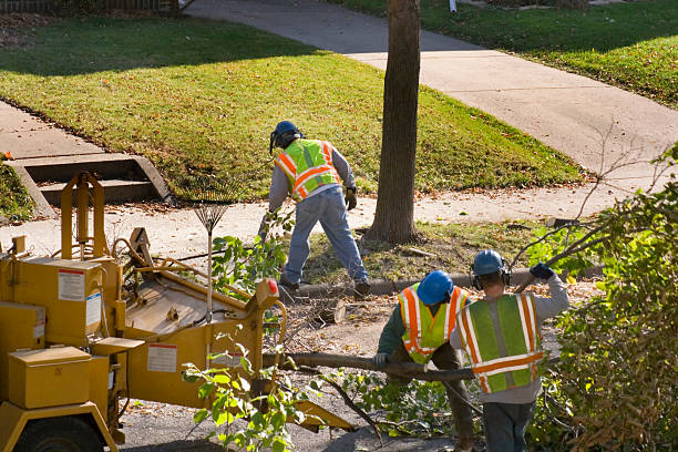 Best Lawn Irrigation Installation and Maintenance  in Sun City West, AZ